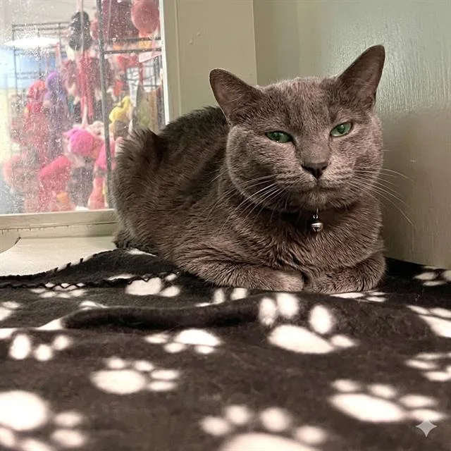Pewter