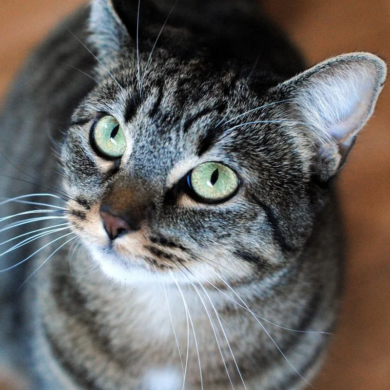 A senior small-sized female Gray / Blue / Silver Domestic Short Hair cat named Cece Home to for adoption in South Elgin, IL