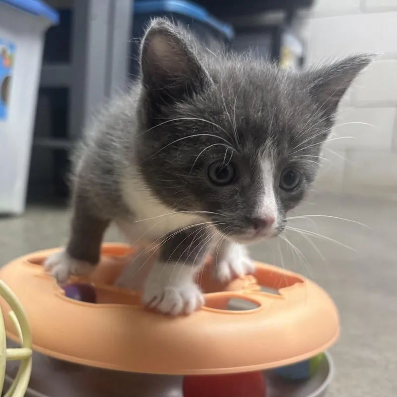 A baby small-sized male Gray / Blue / Silver Domestic Short Hair cat named Niko for adoption in Waynesburg, PA