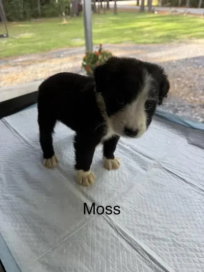 Moss thumbnail 2