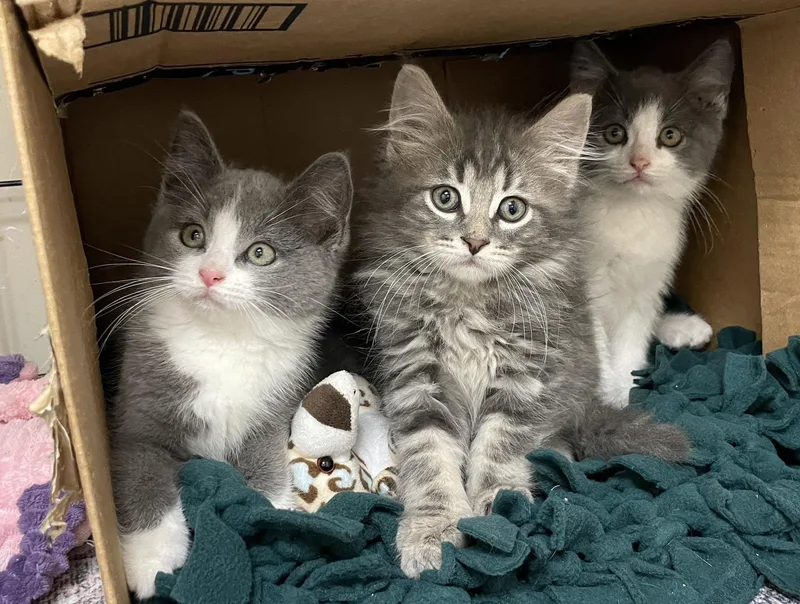 A baby medium-sized female Gray & White Domestic Short Hair cat named Ashley for adoption in Sterling Heights, MI