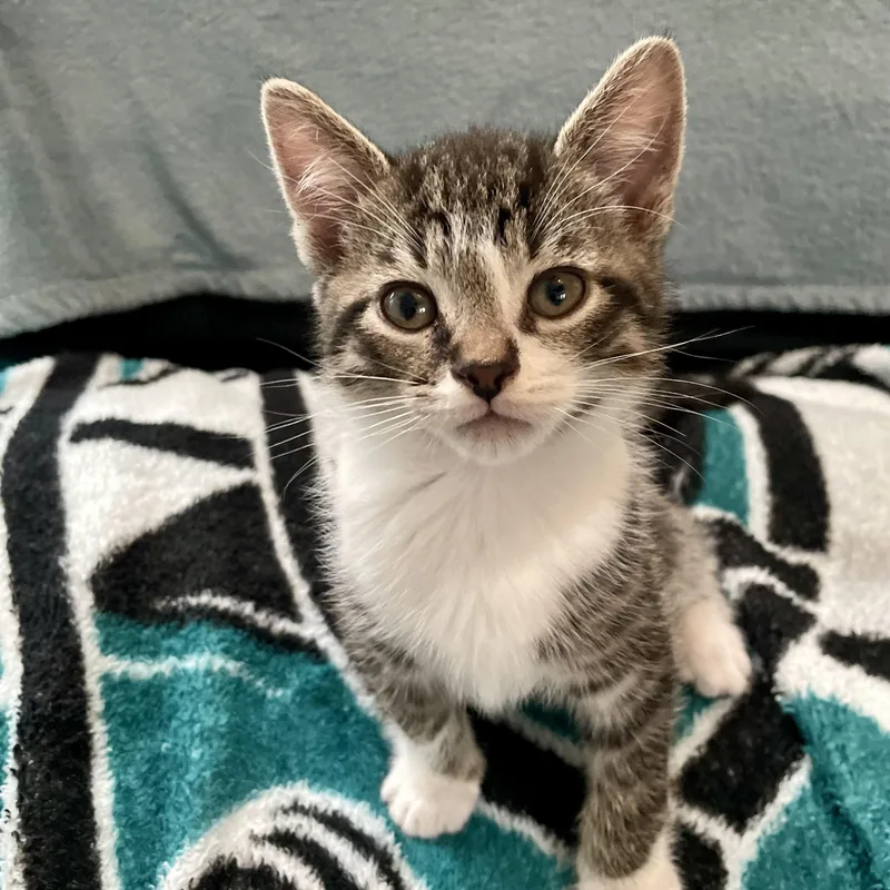 A baby medium-sized male Dilute Calico Domestic Short Hair cat named Siggy for adoption in Haddon Heights, NJ