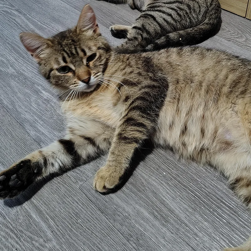 A young medium-sized female Tabby (Buff / Tan / Fawn) Domestic Short Hair cat named Bathsheba for adoption in Ionia, MI