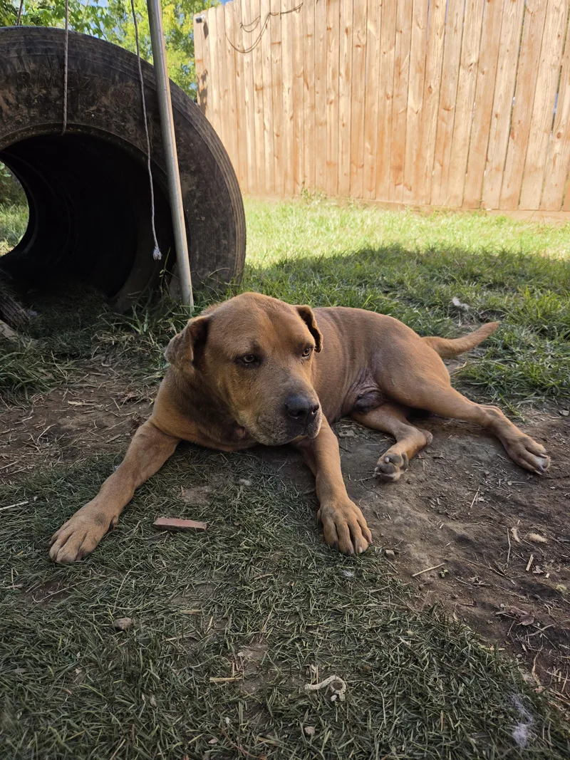 A senior large-sized male Staffordshire Bull Terrier dog named Whit for adoption in Tracy City , TN
