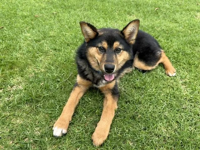 A baby small-sized male Siberian Husky dog named Kale for adoption in Irvine, CA