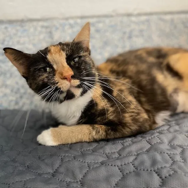 A young medium-sized female Calico Domestic Short Hair cat named Jenny for adoption in Stafford, VA
