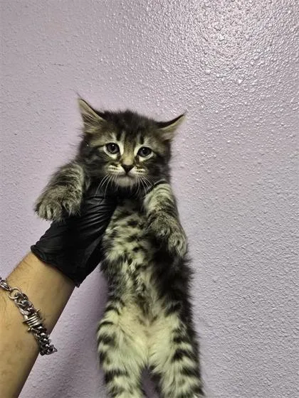 A baby small-sized female Black Domestic Medium Hair cat named 60934619 for adoption in El Paso, TX