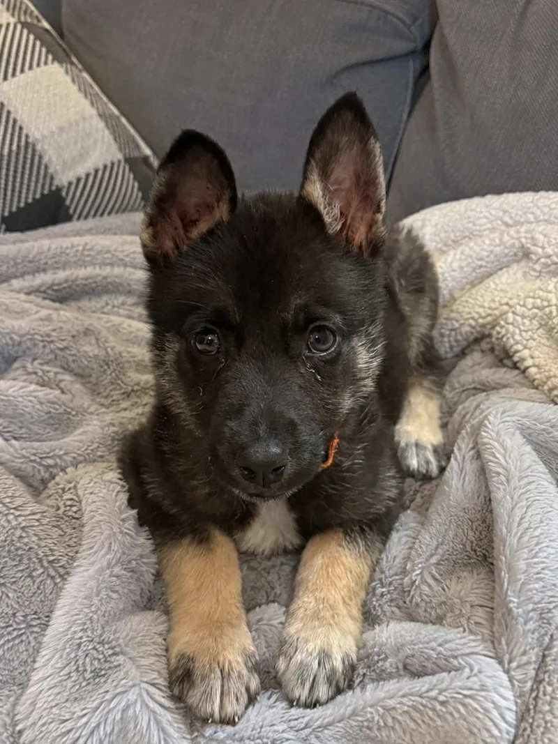 Asha