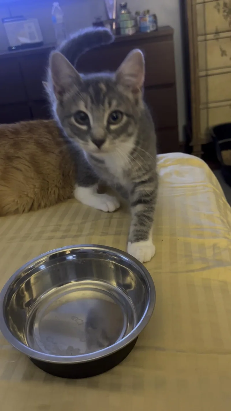 A baby small-sized female Gray / Blue / Silver Domestic Short Hair cat named Junebug for adoption in Syosset, NY