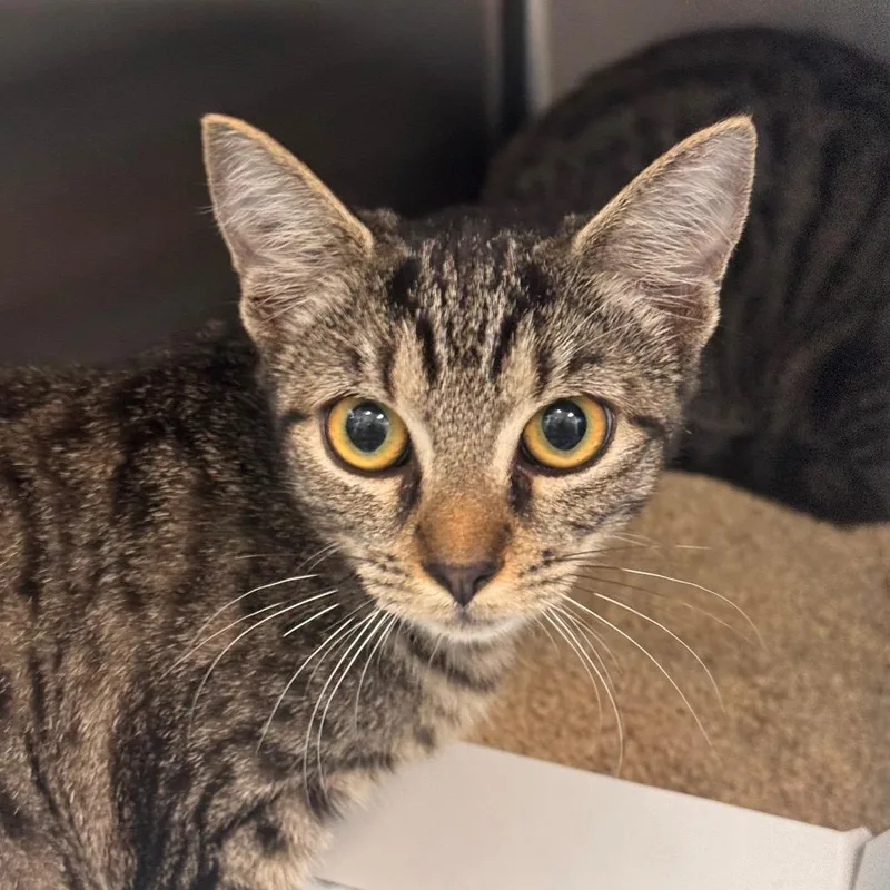 A young small-sized female Brown / Chocolate Domestic Short Hair cat named Blanche for adoption in Tampa, FL
