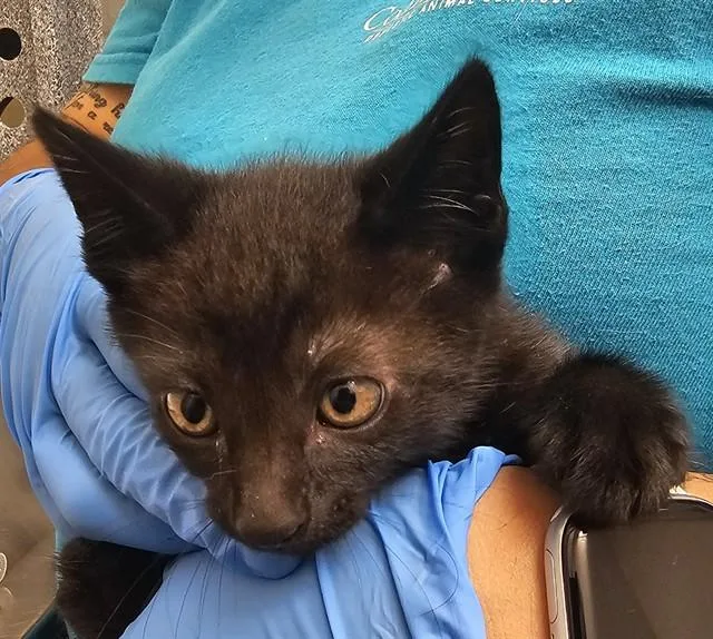 A baby small-sized male Domestic Short Hair cat named Petey for adoption in Naples, FL