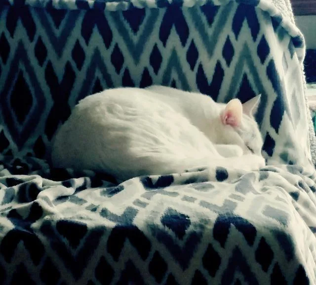 A senior medium-sized female Domestic Short Hair cat named Arden for adoption in Ballwin, MO