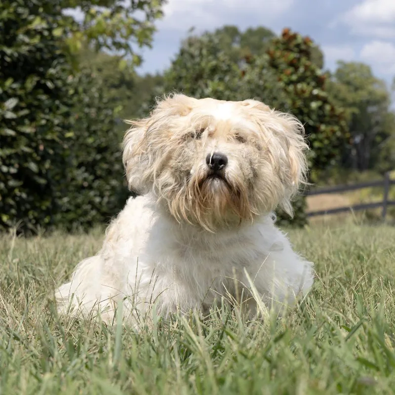 An adult small-sized female Mixed Breed dog named Pinky for adoption in Franklin, TN