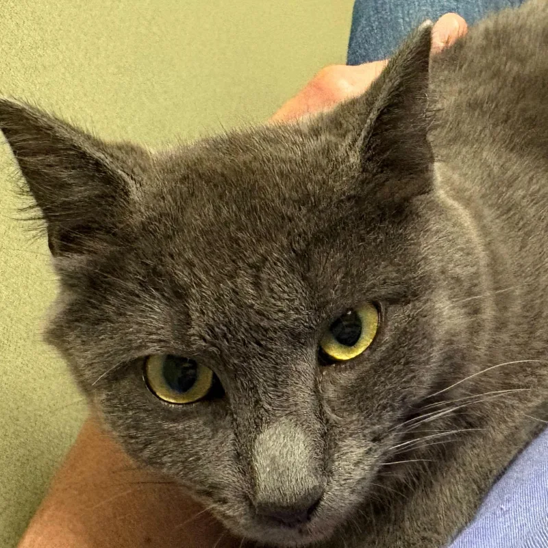 An adult medium-sized male Gray / Blue / Silver Domestic Short Hair cat named Peter Murphy for adoption in Dubuque, IA