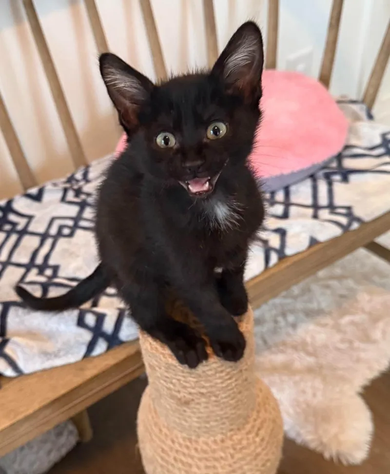 A baby medium-sized male Domestic Short Hair cat named Stuart for adoption in Salt Lake City, UT