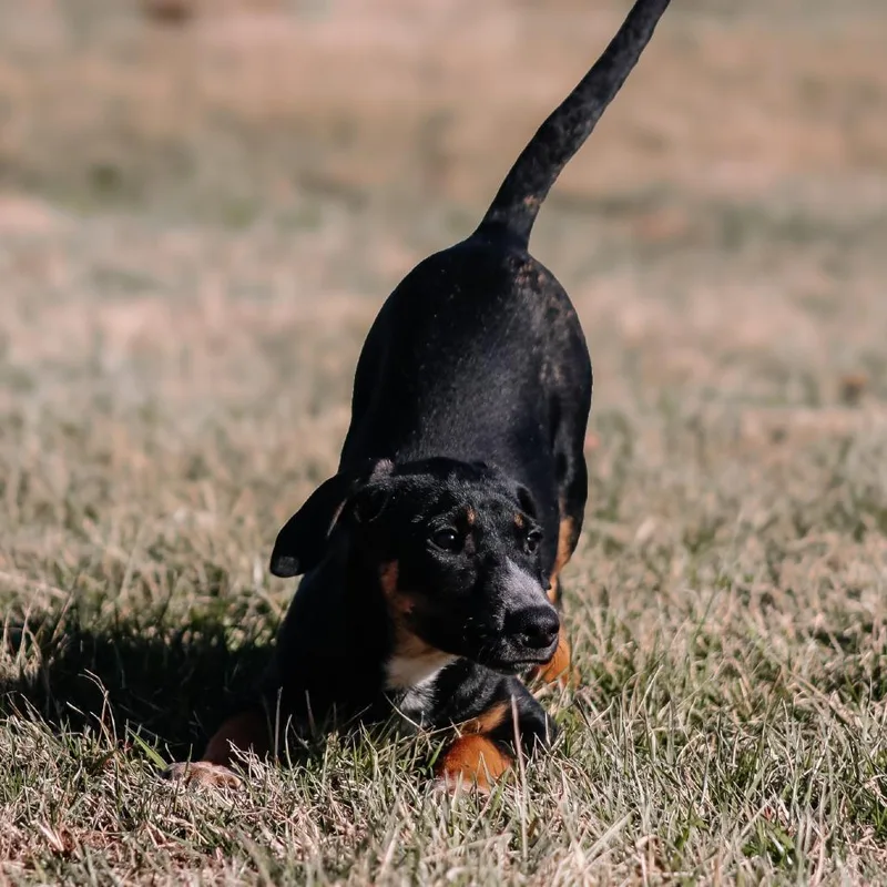 An adult small-sized female Black Labrador Retriever dog named Kyra Aka "hazel" for adoption in Madisonville, KY