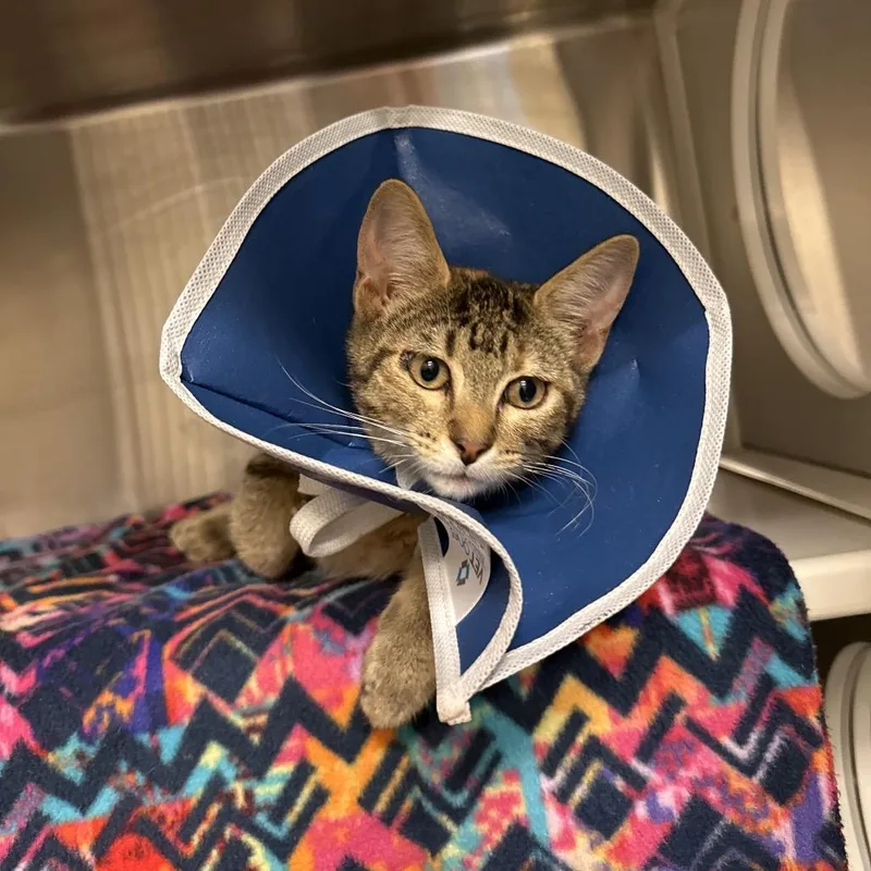 A baby small-sized female Torbie Domestic Short Hair cat named Ann Tenna for adoption in Council Bluffs, IA