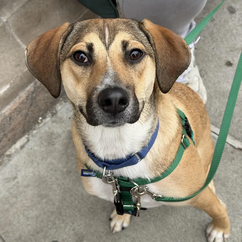 A young medium-sized female Mixed Breed dog named Zoe for adoption in New York, NY
