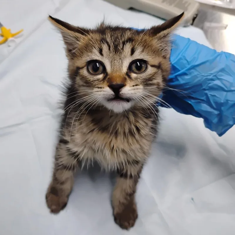 A baby small-sized male Brown / Chocolate Domestic Medium Hair cat named Munch for adoption in Summerville, SC