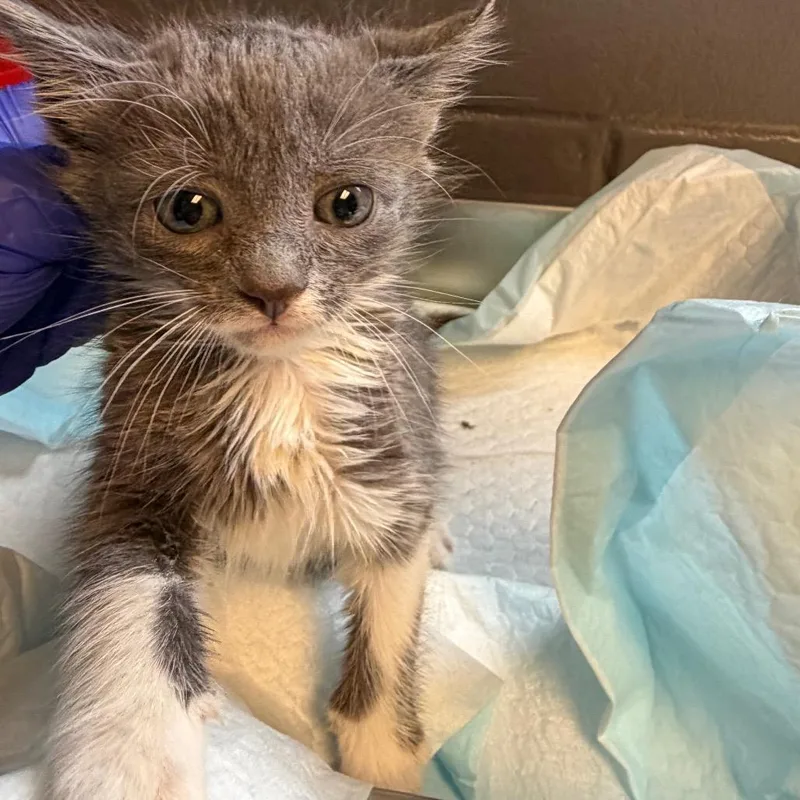 A baby small-sized female Gray / Blue / Silver Domestic Short Hair cat named Tuscstray_ for adoption in Tuscaloosa, AL