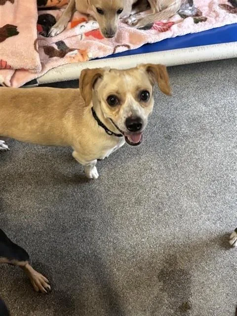An adult small-sized male Chihuahua dog named Spencer for adoption in Sacramento, CA