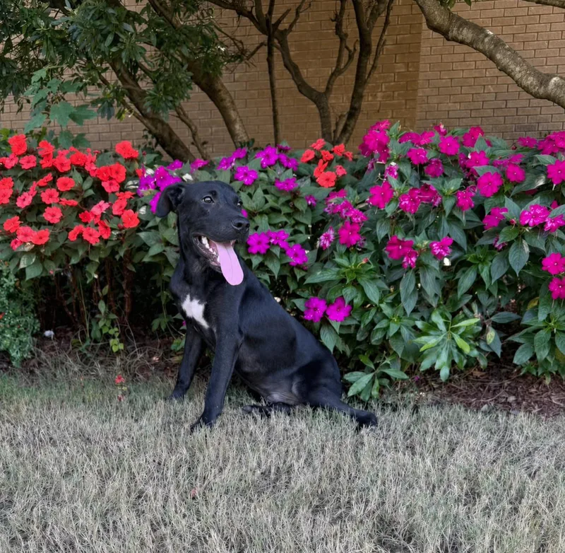 A baby medium-sized male Black Labrador Retriever dog named Ash for adoption in Tuscaloosa, AL