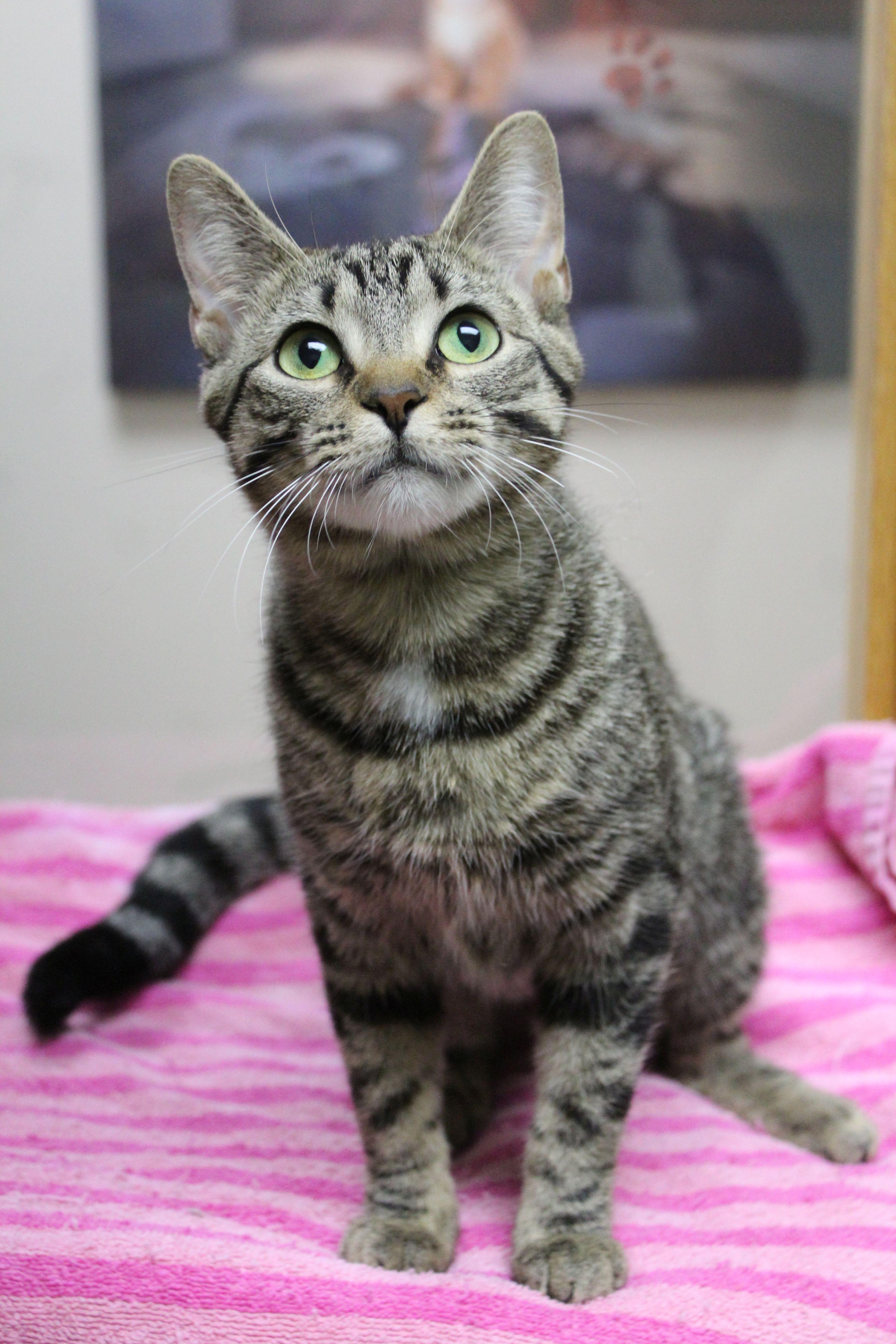 A young medium-sized female Domestic Short Hair cat named Amelia for adoption in Portage, WI