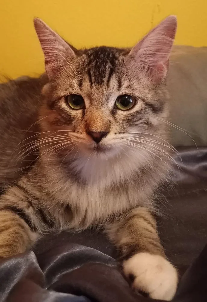 A baby small-sized female Gray & White Domestic Long Hair cat named Claritin for adoption in Dallas, TX