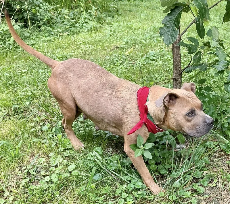 A young medium-sized female Brown / Chocolate Boxer dog named Liberty Momma Independence for adoption in Andover, MA