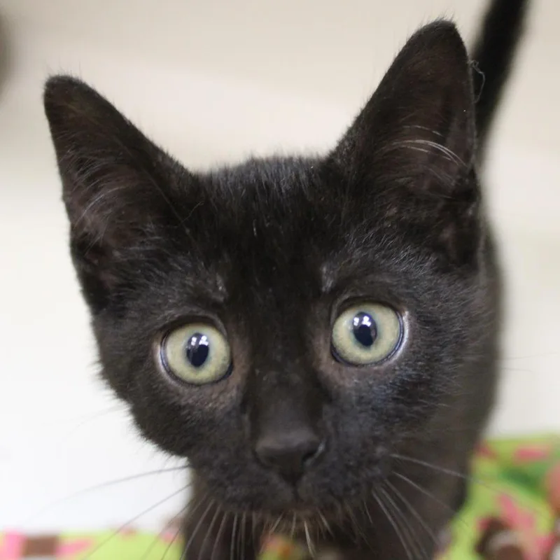 A baby small-sized female Black Domestic Short Hair cat named Sticks for adoption in Champaign, IL
