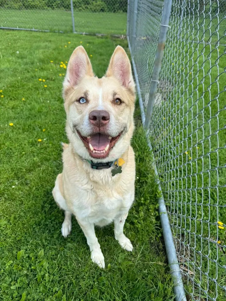 An adult medium-sized male Husky dog named Loki for adoption in Marion, OH