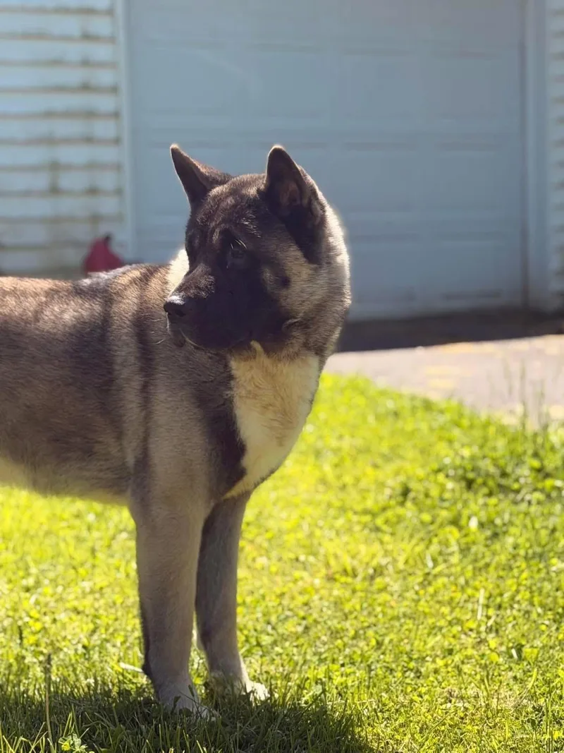 An adult extra large-sized male Tricolor (Brown, Black, & White) Akita dog named Tucker for adoption in Toms River, NJ