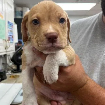 A baby small-sized male Yellow / Tan / Blond / Fawn Mixed Breed dog named Sunset for adoption in Buffalo, MN