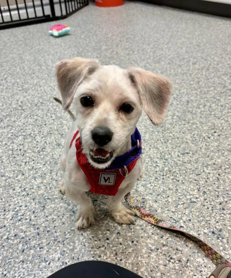 Meeko