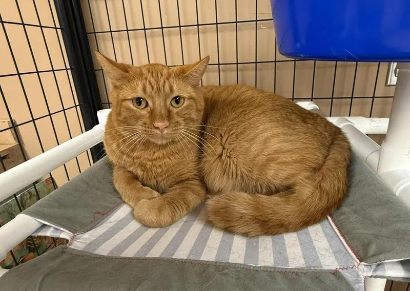 An adult medium-sized male Tabby (Orange / Red) Domestic Short Hair cat named Oscar for adoption in Maryville, MO