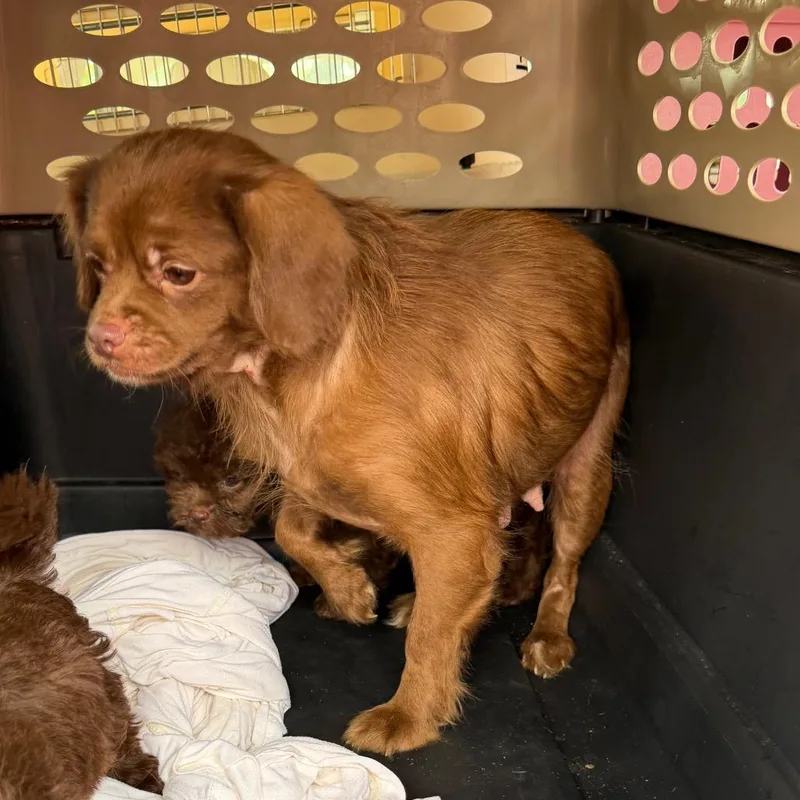 An adult small-sized female Brown / Chocolate Mixed Breed dog named Egg McMuffin for adoption in West Chester, PA