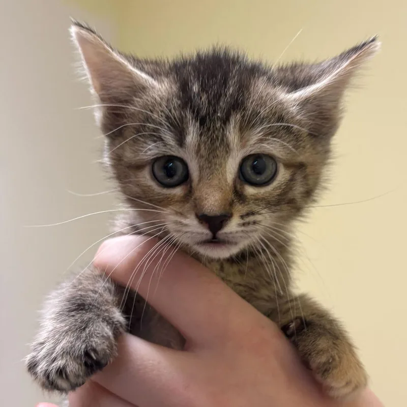 A baby small-sized female Torbie Domestic Short Hair cat named Phantom for adoption in Wilmington, DE