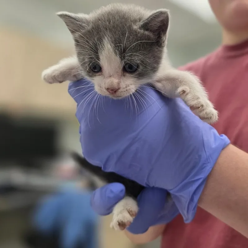 A baby small-sized male Gray / Blue / Silver Domestic Short Hair cat named Ultra Violet for adoption in Chattanooga, TN
