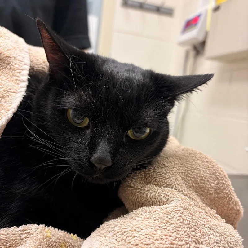 An adult large-sized female Domestic Short Hair cat named Akira for adoption in Murray, UT