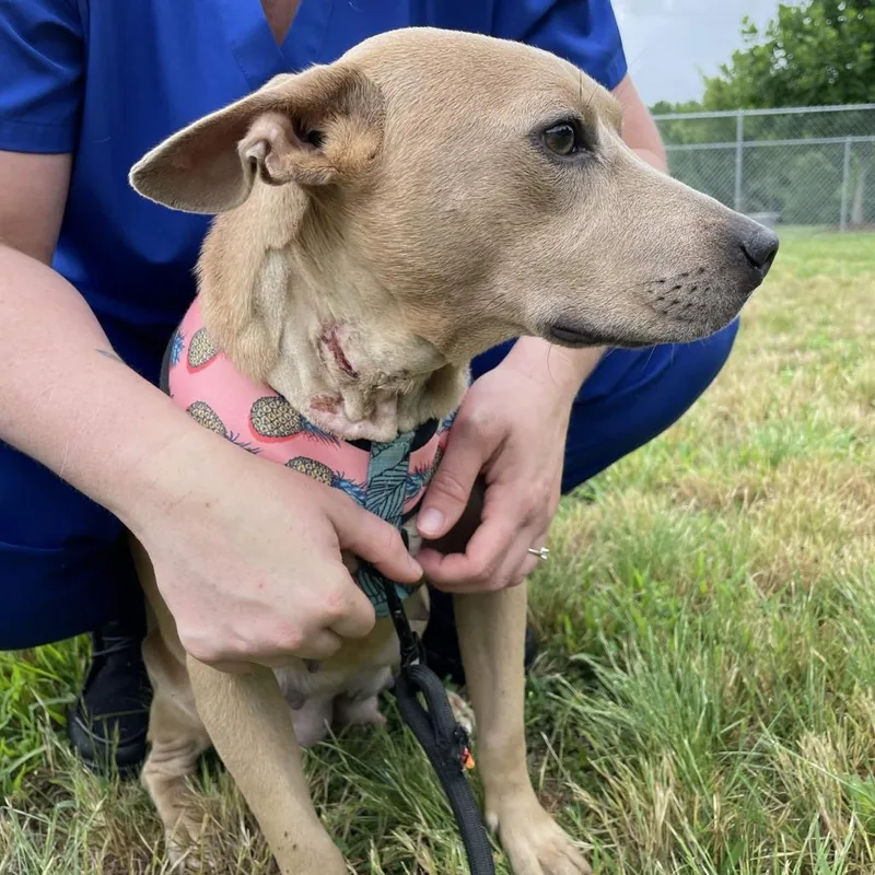 An adult medium-sized female Yellow / Tan / Blond / Fawn Mixed Breed dog named Arwen for adoption in Greenville, SC