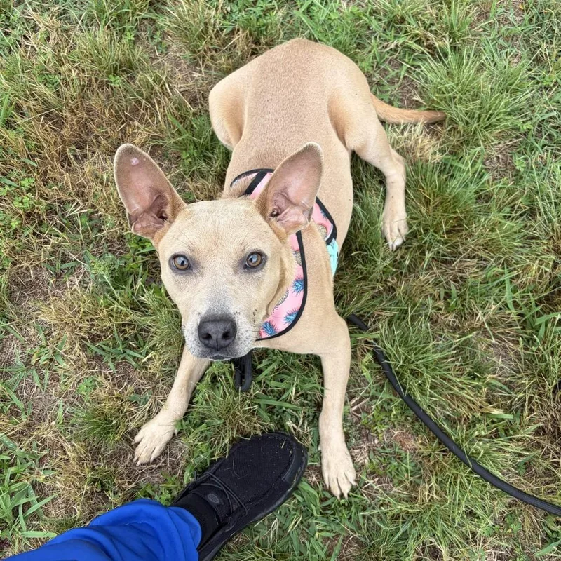 Arwen thumbnail 5