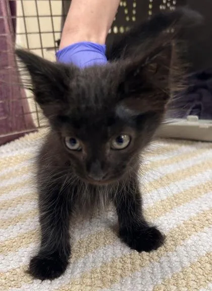 A baby small-sized male Domestic Long Hair cat named Casper for adoption in Fishers, IN