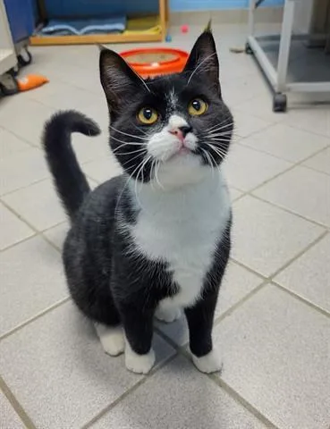 An adult small-sized male Domestic Short Hair cat named Goober for adoption in Canfield, OH