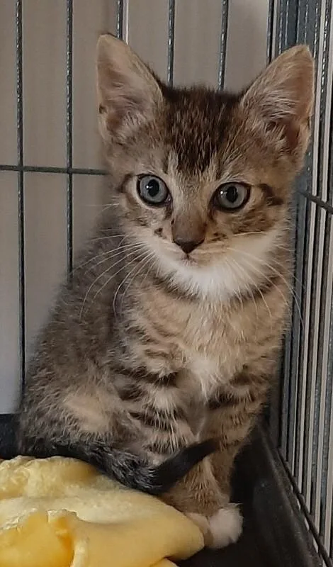 A baby medium-sized male Tabby (Brown / Chocolate) Domestic Short Hair cat named Garth for adoption in Georgetown, OH