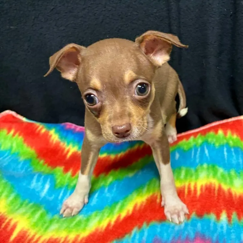 A baby small-sized female Brown / Chocolate Chihuahua dog named Tippy for adoption in Gainesville, GA