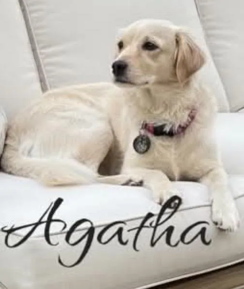 A young medium-sized female Spaniel dog named Agatha for adoption in West Bloomfield, MI