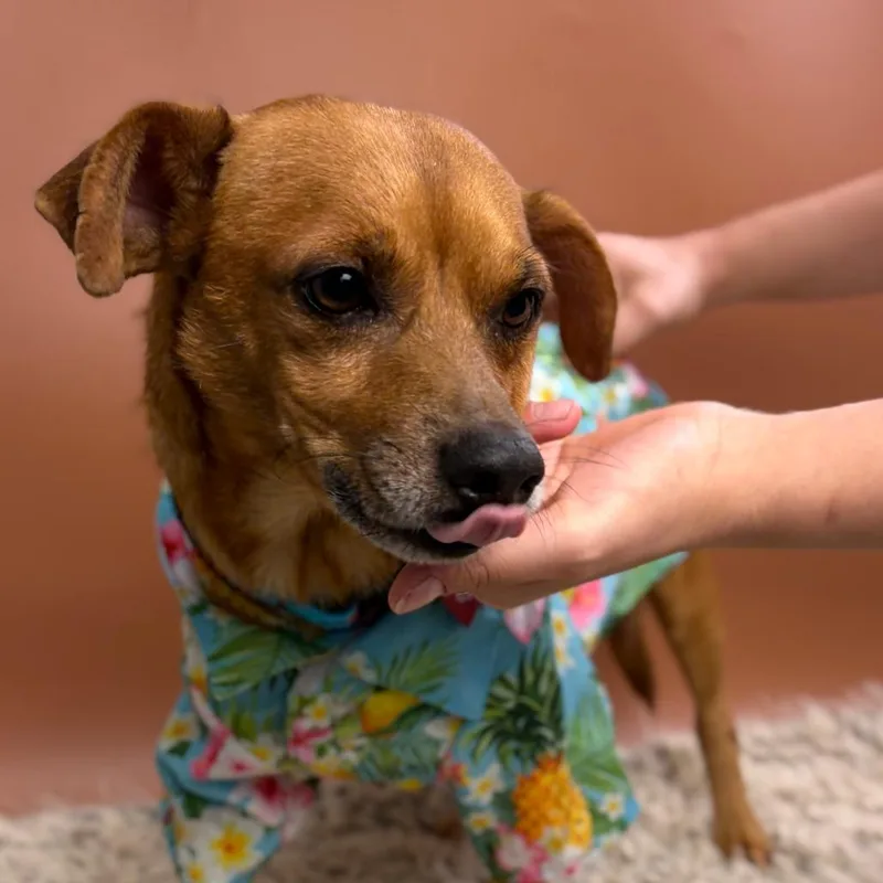 An adult small-sized male Apricot / Beige Chihuahua dog named Milo for adoption in San Antonio, TX
