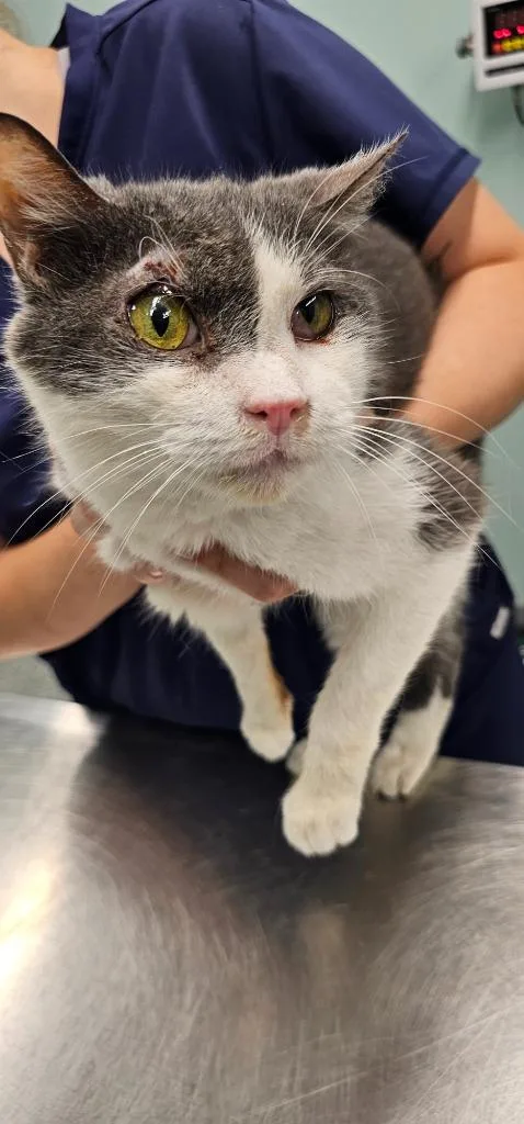 An adult small-sized male Domestic Short Hair cat named Angus for adoption in Athens, TN