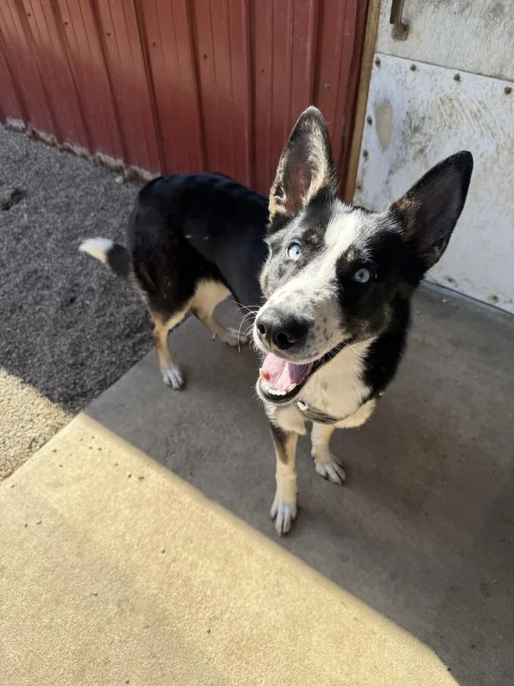 An adult large-sized female Tricolor (Brown, Black, & White) Husky dog named Tina for adoption in Rochester, IN