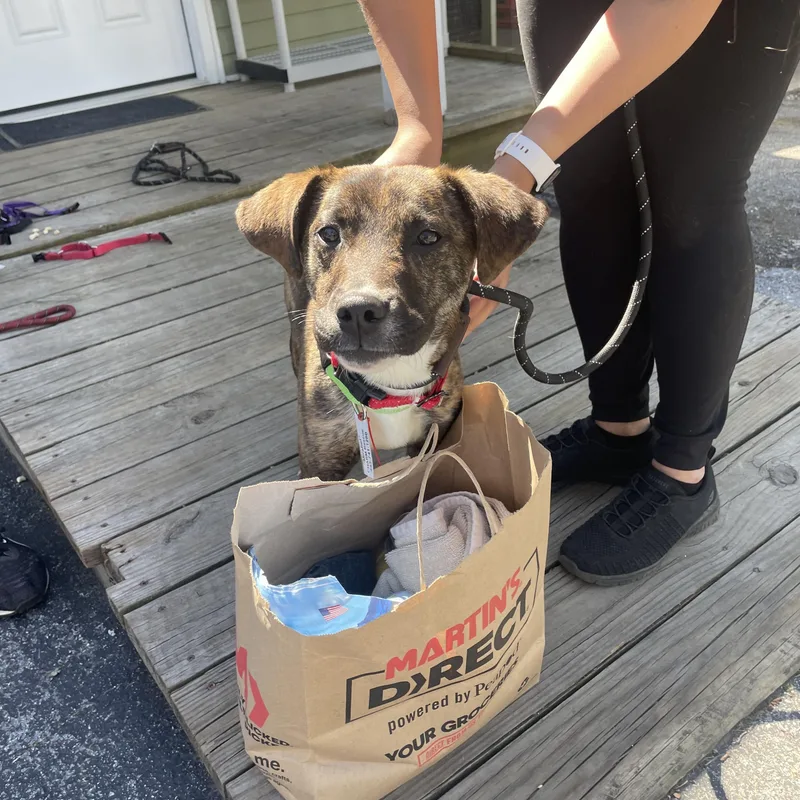 An adult medium-sized female Brindle Mountain Cur dog named Mirabel for adoption in Columbia, MD